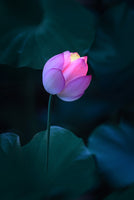 Lotus Lantern II