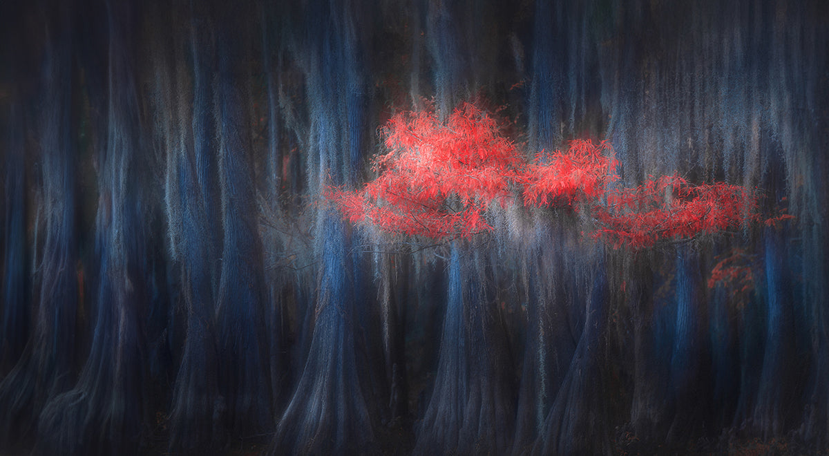 Caddo Lake 11