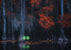 Caddo Lake 10