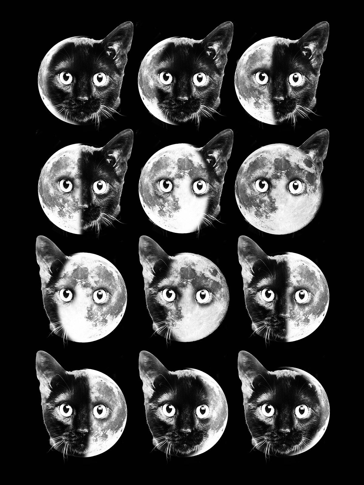Cat Moon Phases