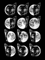 Cat Moon Phases