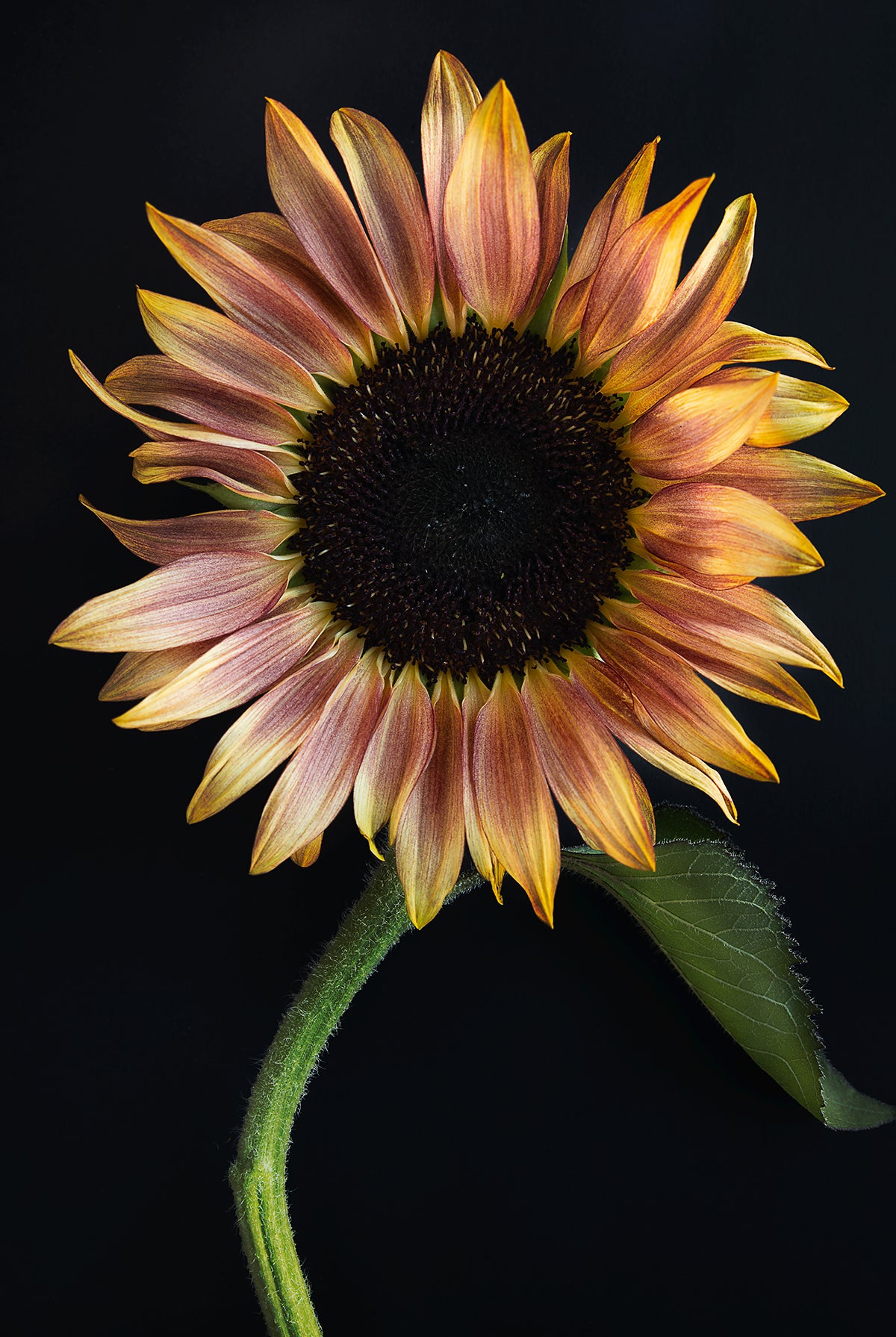 Burnished Bloom