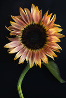 Burnished Bloom