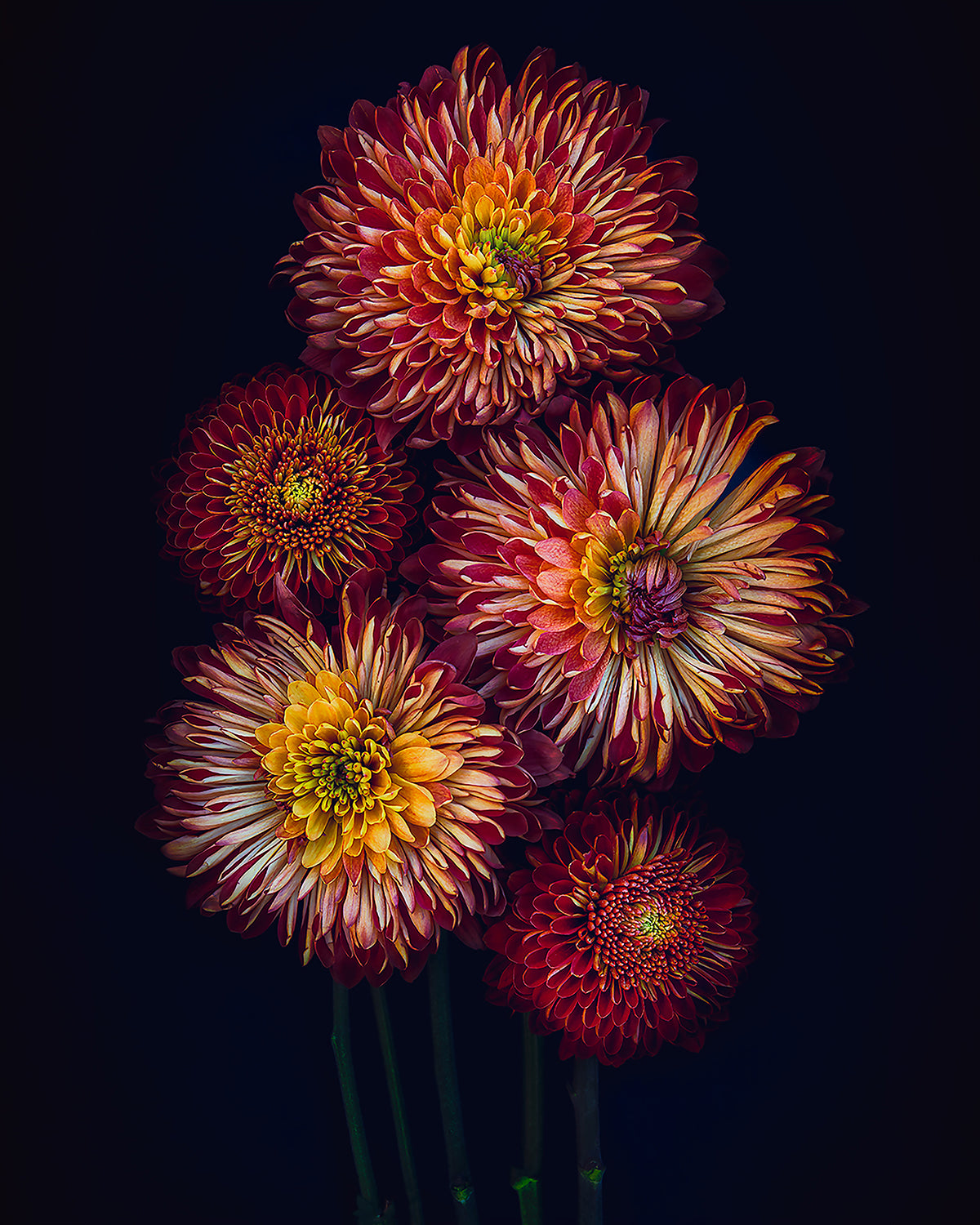 Floral Fireworks