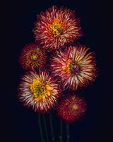 Floral Fireworks