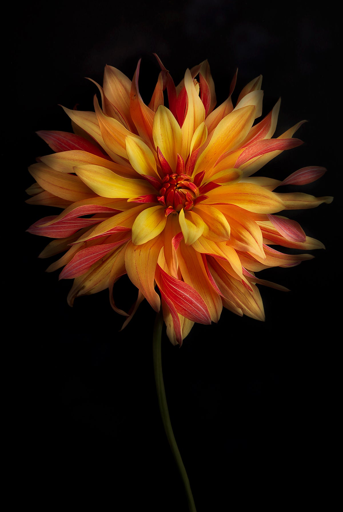 Fiery Bloom