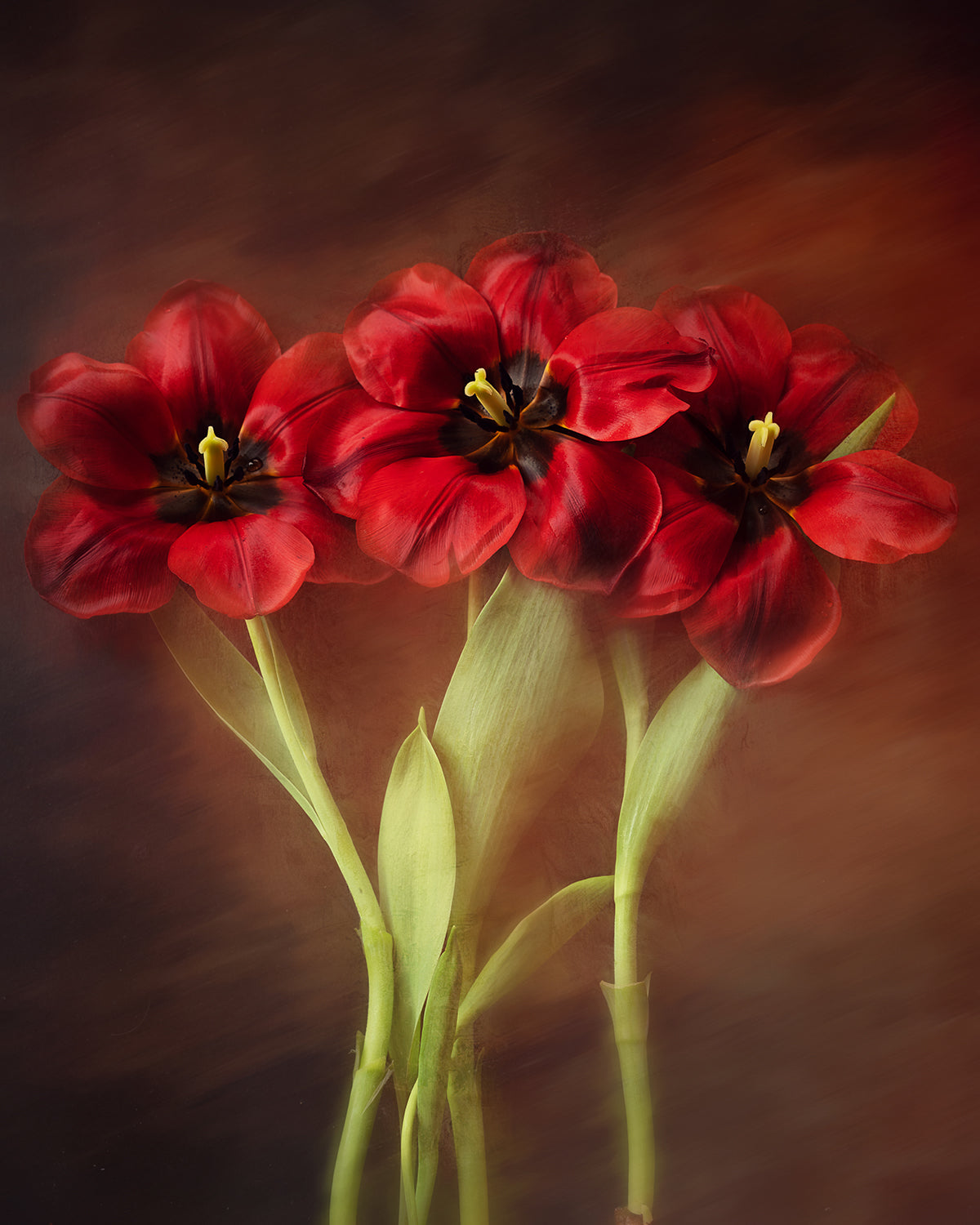 Tulip Trio