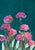 Carnations I