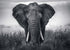 Braun Studio - Elephant
