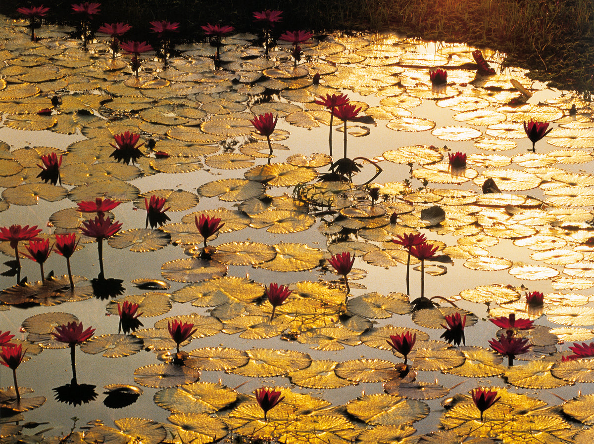 Bruno Baumann - Lotus Pond