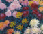 Chrysanthemen I