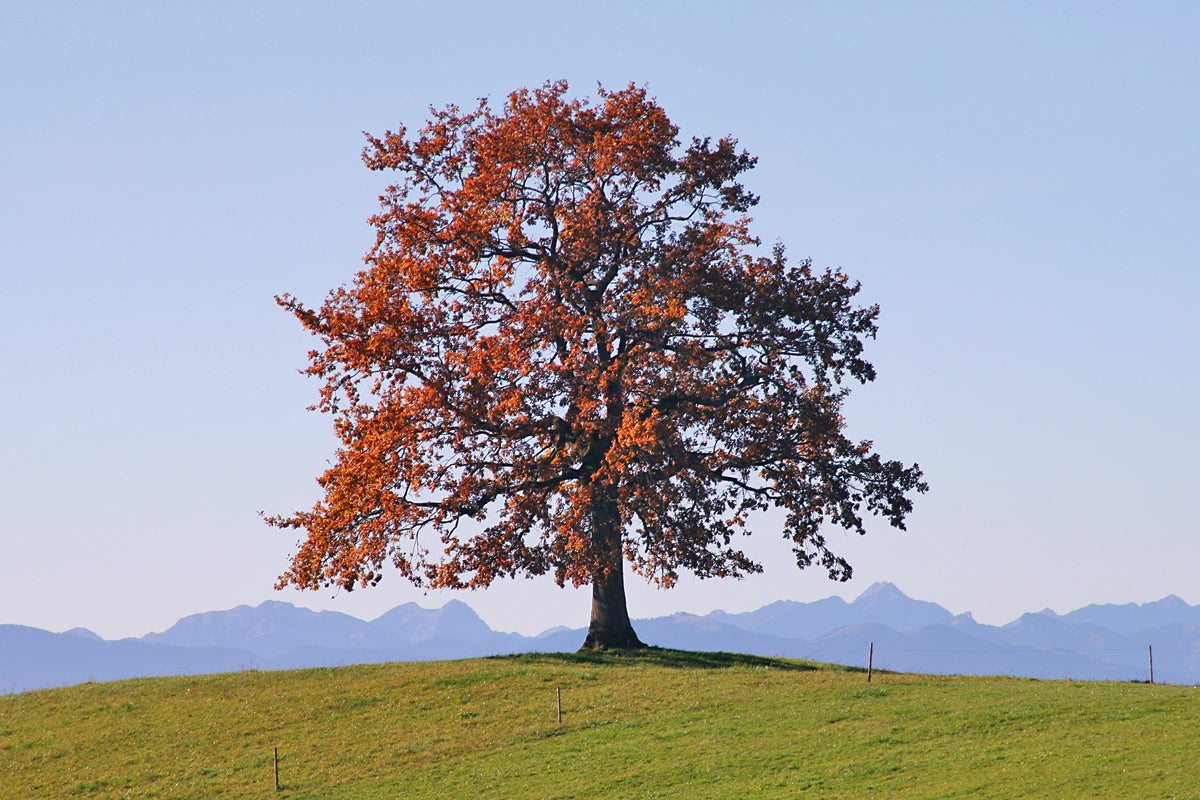 Gerhard Rossmeissl - Der Baum