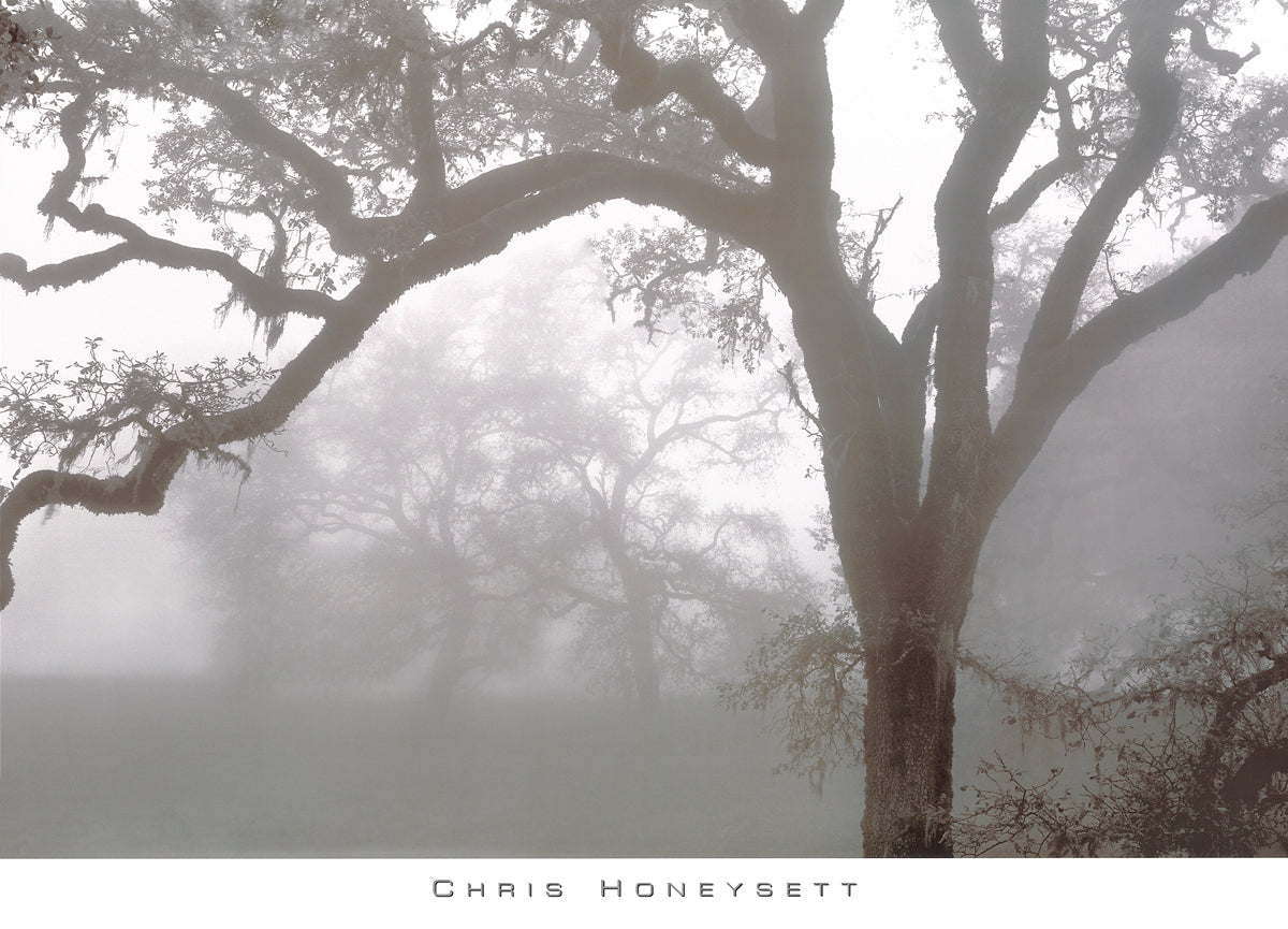 Chris Honeysett - Oaks in Fog, Mendocino