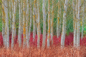 Birch forest