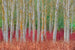 Birch forest
