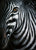 Jutta Plath - Zebra I