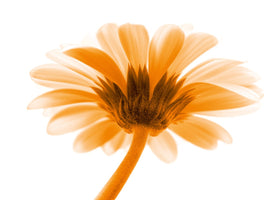 Kirsten Riedt - Lichtbote I