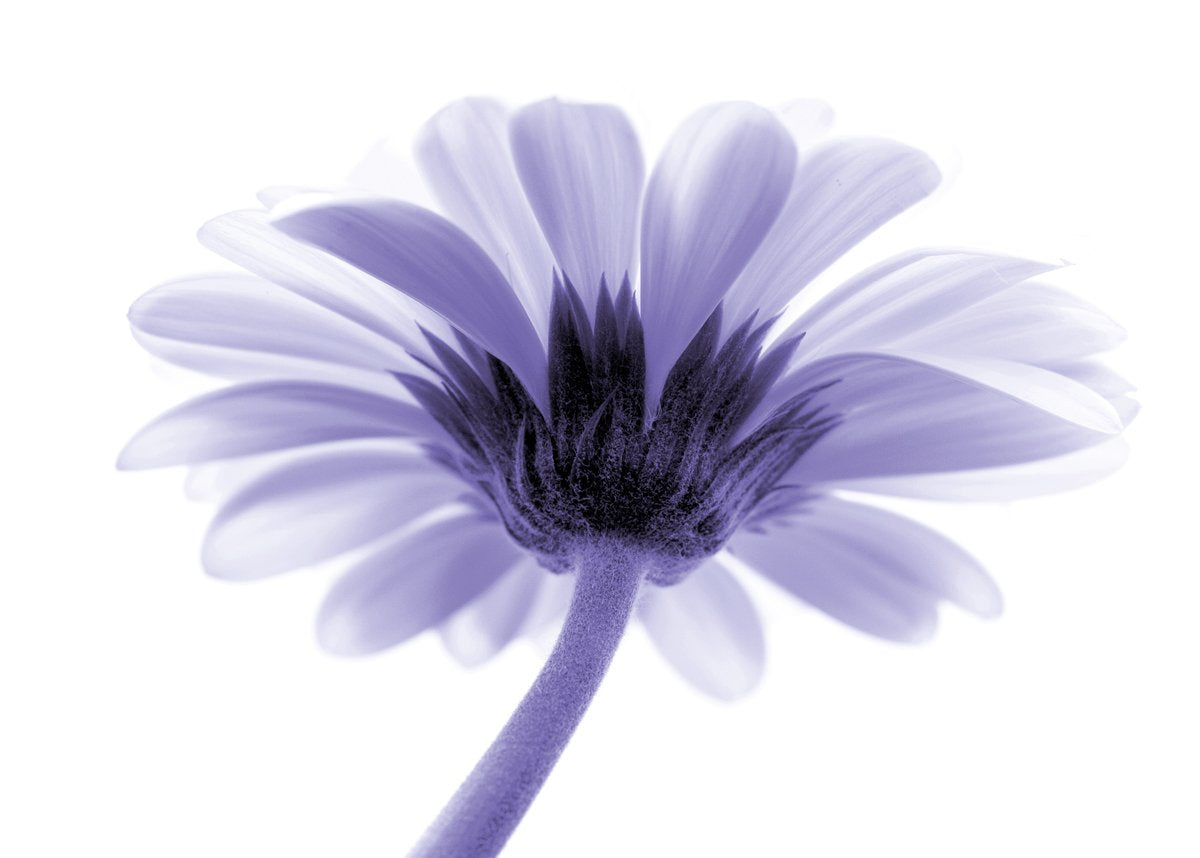 Kirsten Riedt - Lichtbote II