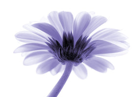 Kirsten Riedt - Lichtbote II