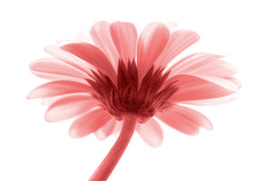 Kirsten Riedt - Lichtbote III