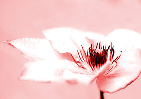 Kirsten Riedt - Beauty