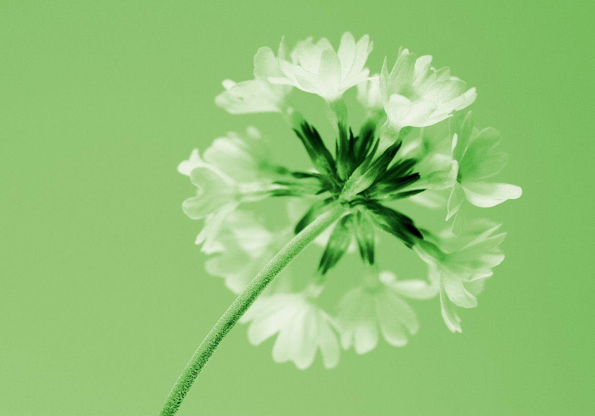 Kirsten Riedt - Frizzy