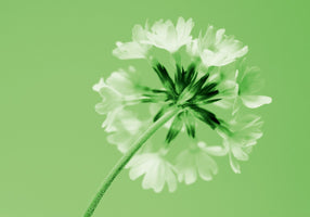 Kirsten Riedt - Frizzy