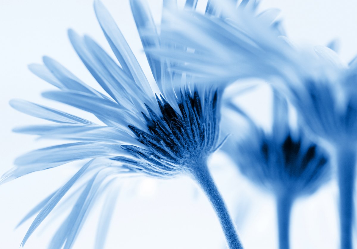 Kirsten Riedt - Romance in Blue