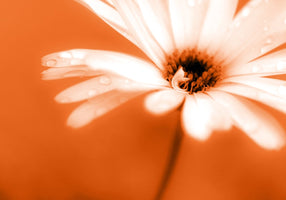 Kirsten Riedt - Leaned