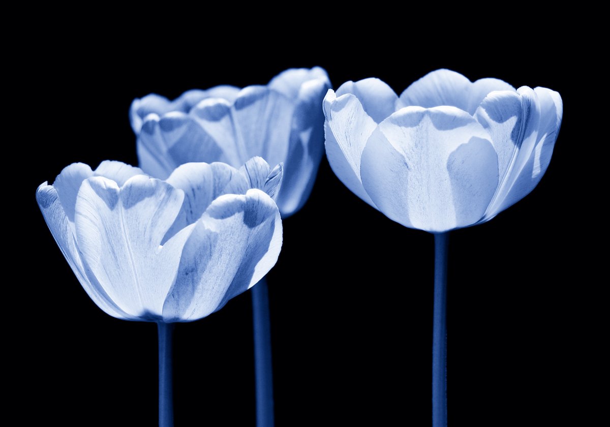 Kirsten Riedt - Three of us