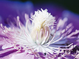 Kirsten Riedt - White and Purple