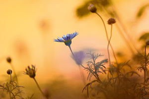 Kirsten Riedt - Moments of Summer