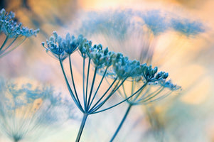 Kirsten Riedt - Summer Dreams II