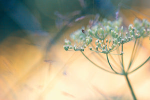 Kirsten Riedt - Summer Dreams I