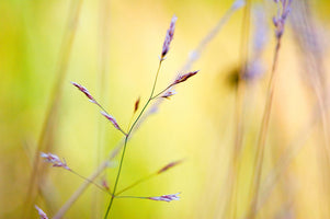 Kirsten Riedt - Wild Summer II