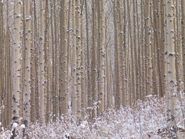 Micha Pawlitzki - Winterharmonie