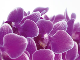 Micha Pawlitzki - Purple