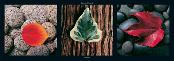 Laurent Pinsard - Leaves