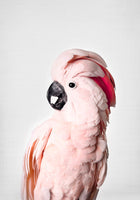 Pink Cockatoo