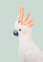 Cockatoo