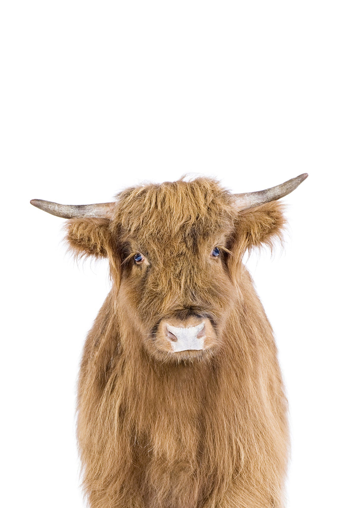 Baby Cow