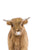 Baby Cow