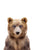 Baby Bear