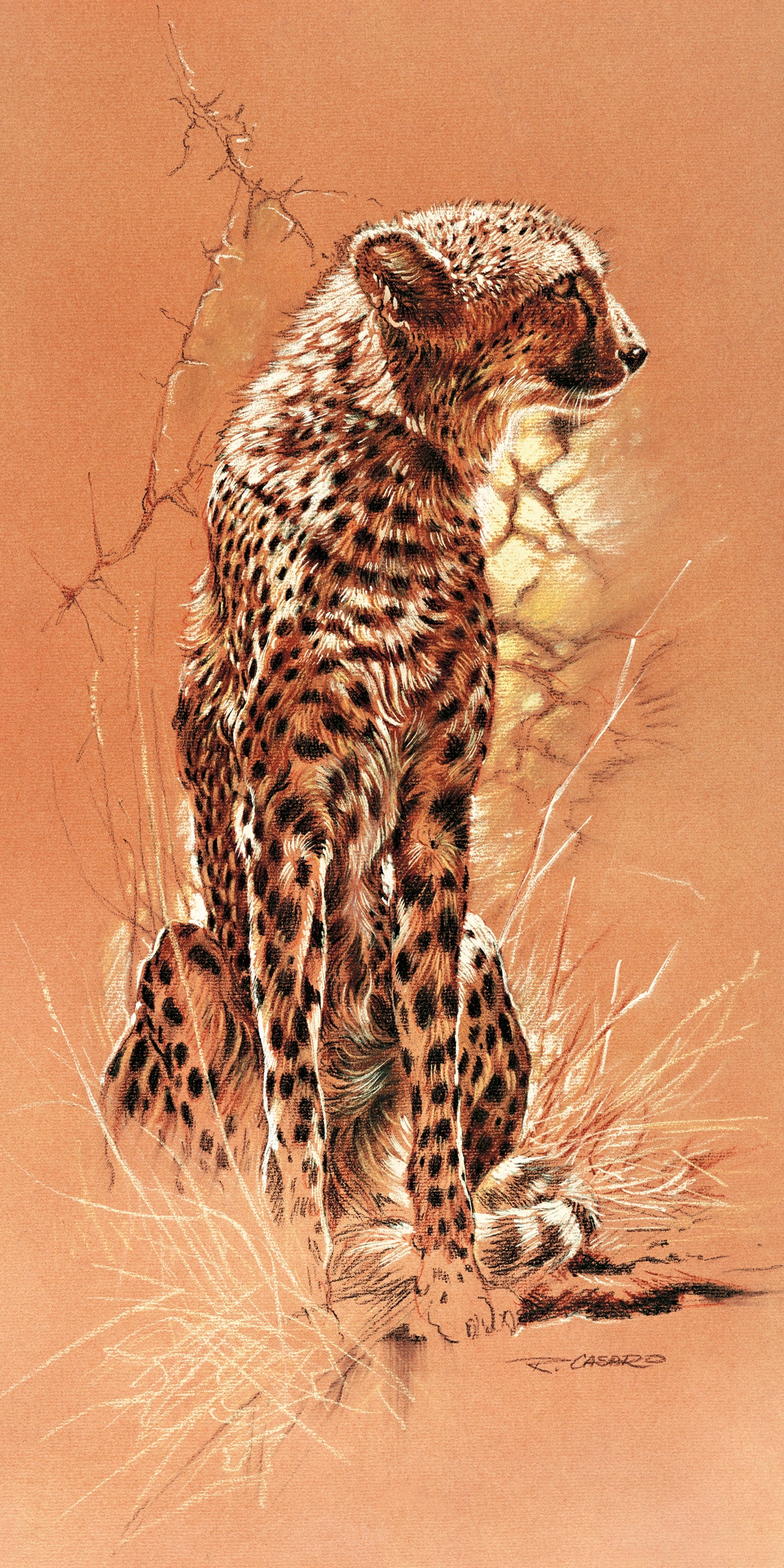 Renato Casaro - Cheetah