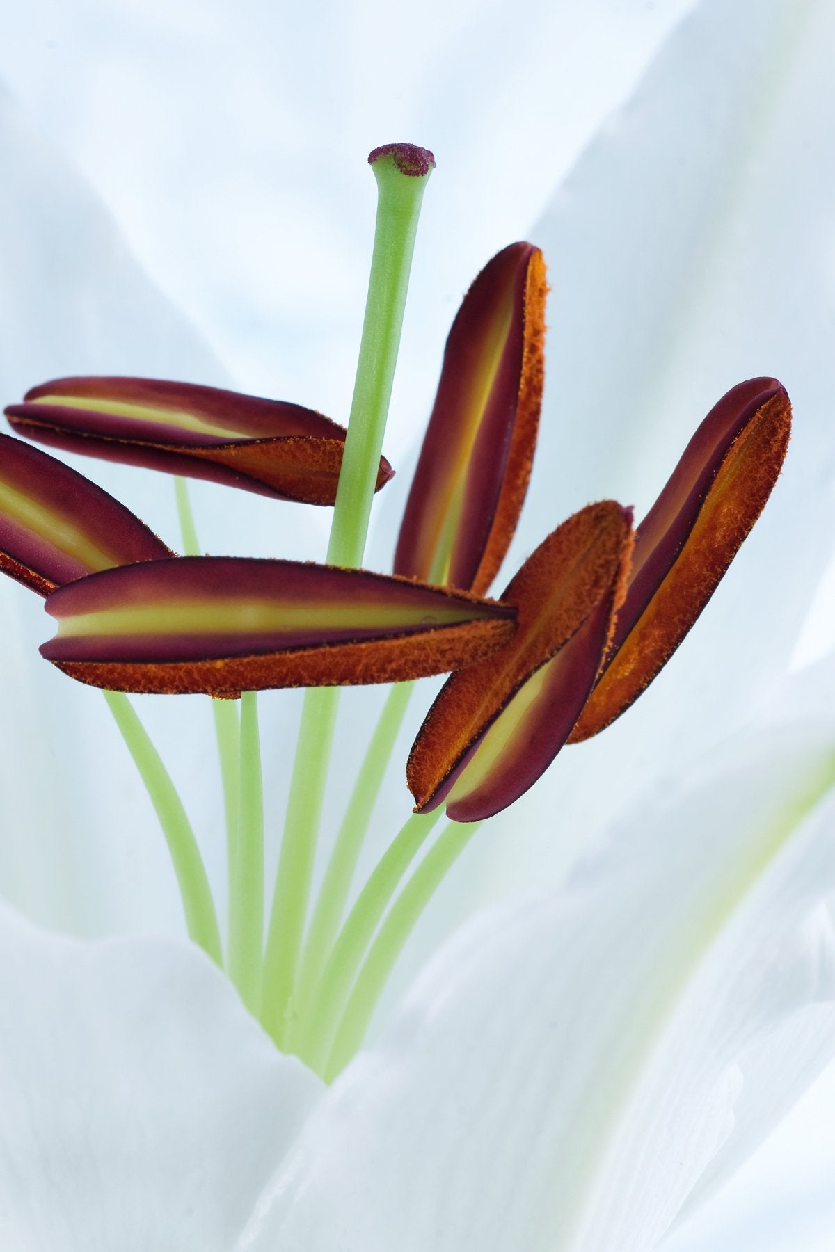 Sebastian Szczepanski - Harmonie