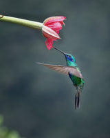 Sparkling violetear in motion - 1