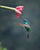 Sparkling violetear in motion - 1