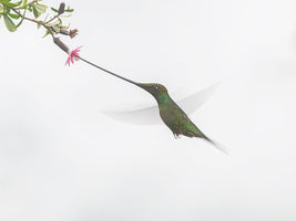 The sword, the wings