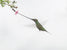 The sword, the wings