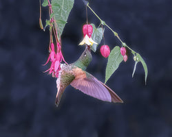 I love both flowers